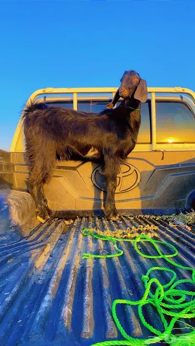 تيس اسود index