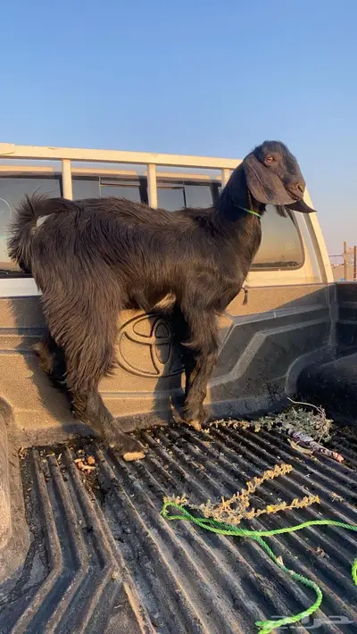 تيس اسود index