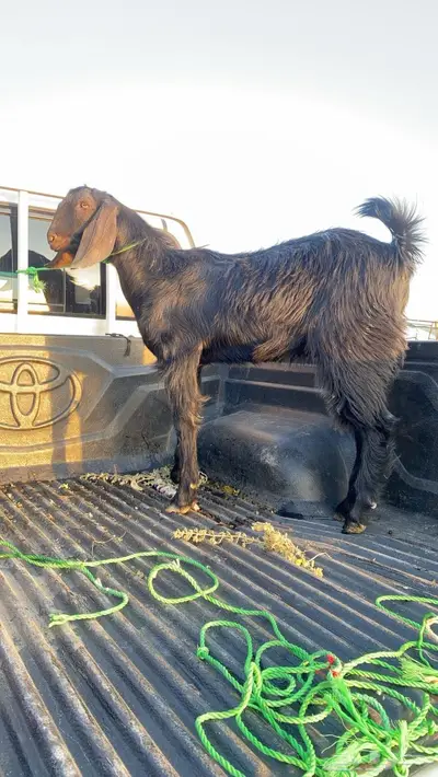 تيس اسود index