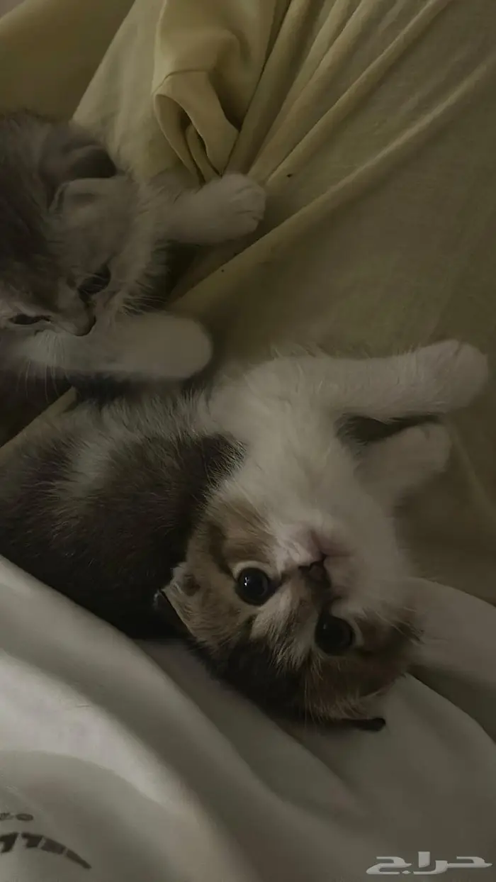 قط سكوتش للبيع 1