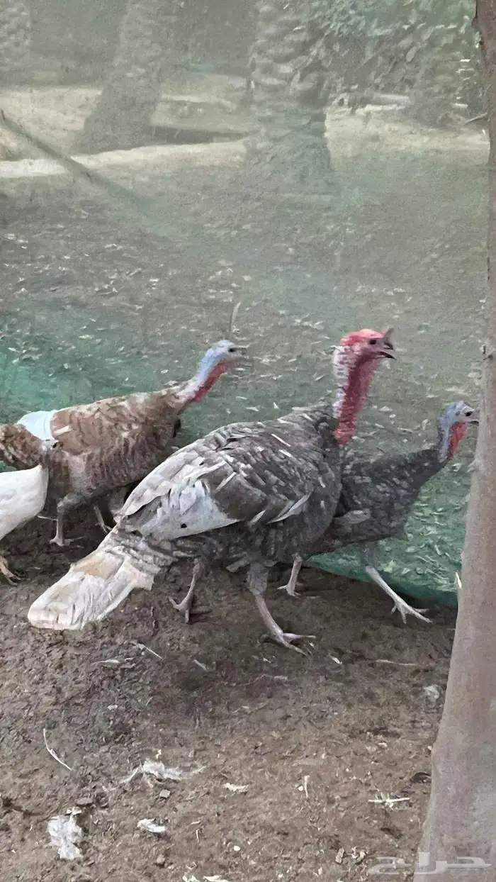 مجموعة رومي الوان مميزه 4