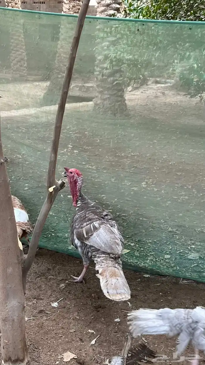 مجموعة رومي الوان مميزه 3