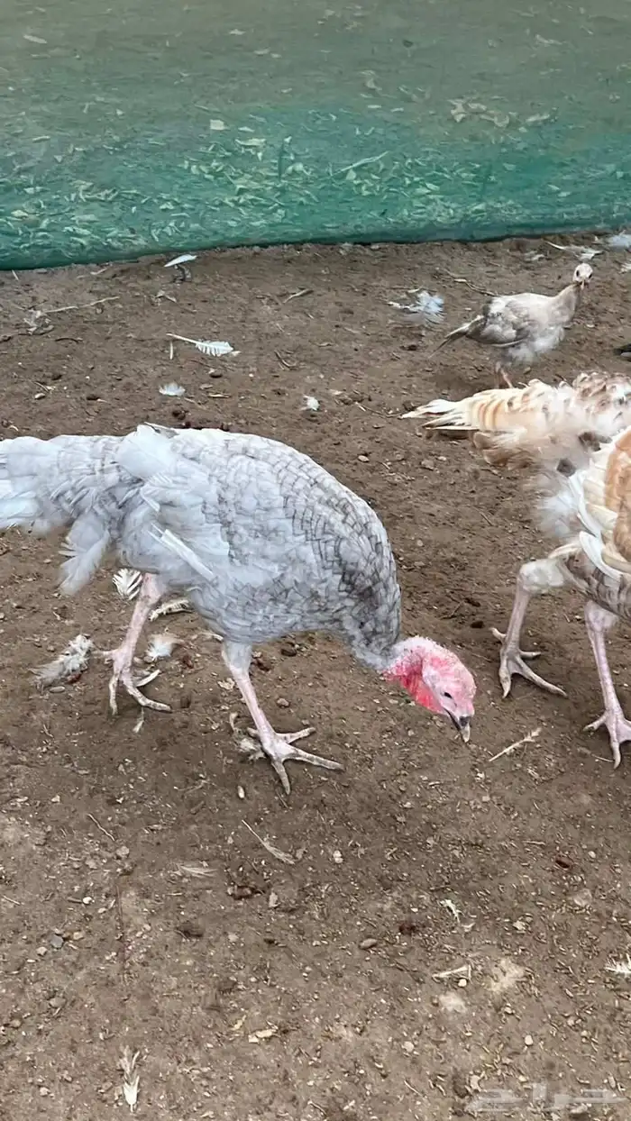 مجموعة رومي الوان مميزه 2