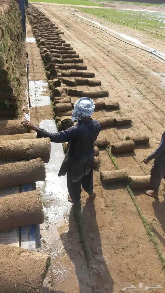 نجيل طبيعي 9