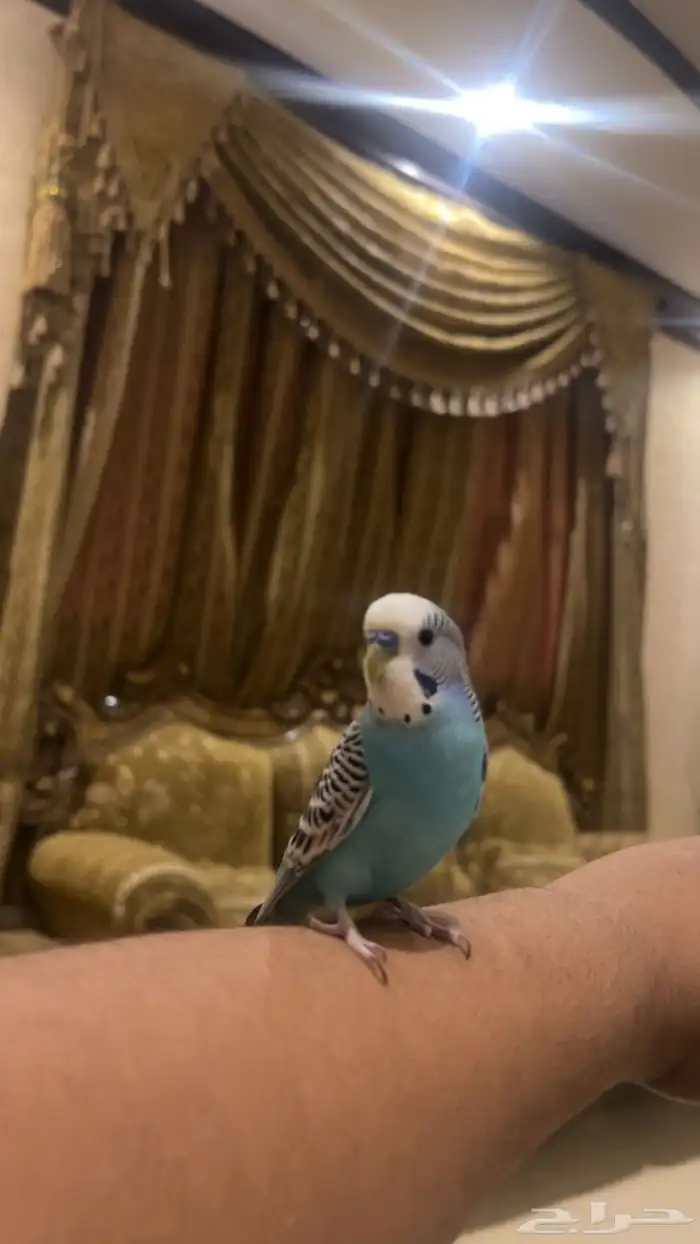 بادجي متكلم 0