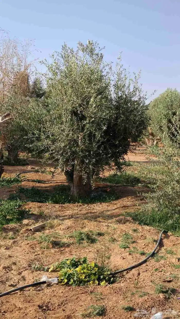 اشجار الزيتون معمره وسغيره جميع المقاسات 17