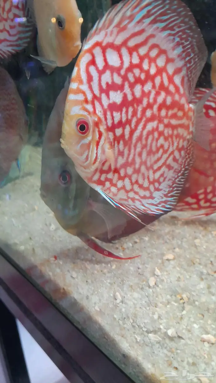 اسماك زينة جملة 7