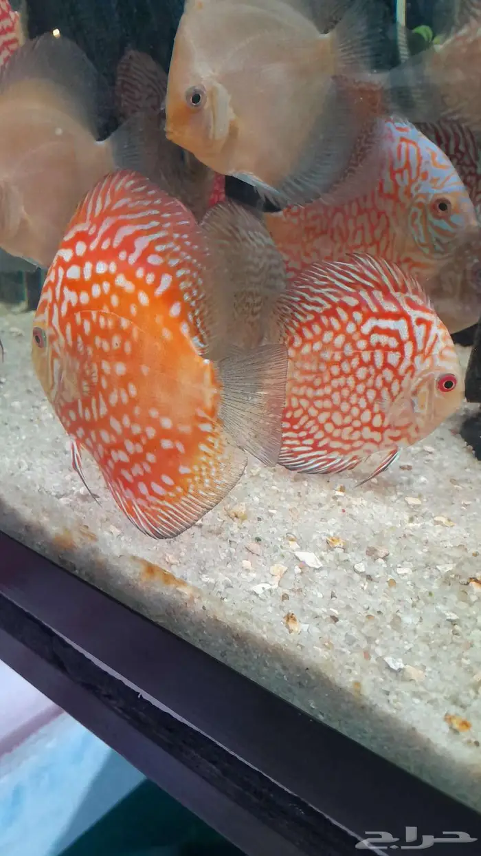 اسماك زينة جملة 8