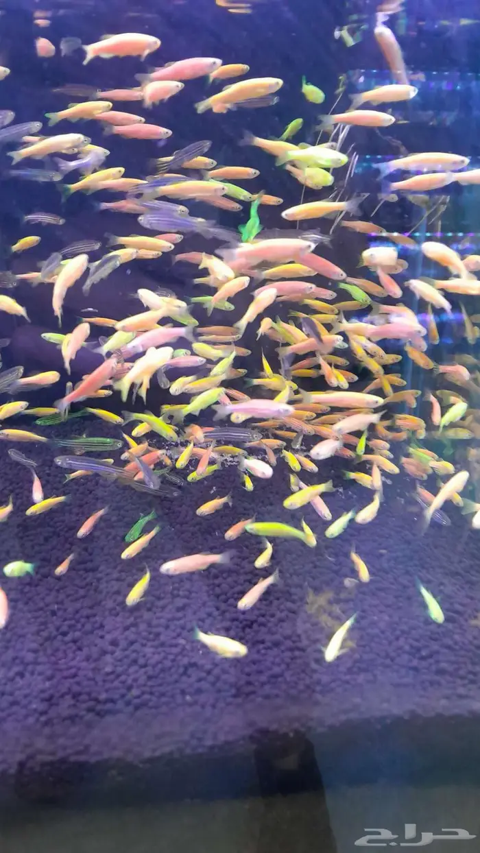 اسماك زينة جملة 9