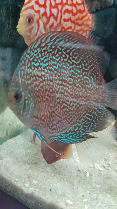 اسماك زينة جملة index