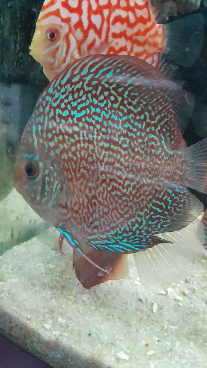 اسماك زينة جملة 10