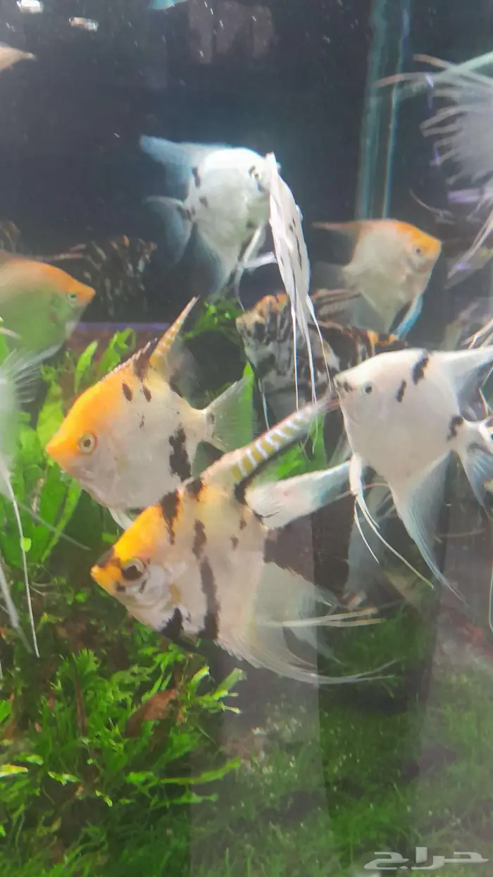 اسماك زينة جملة 13