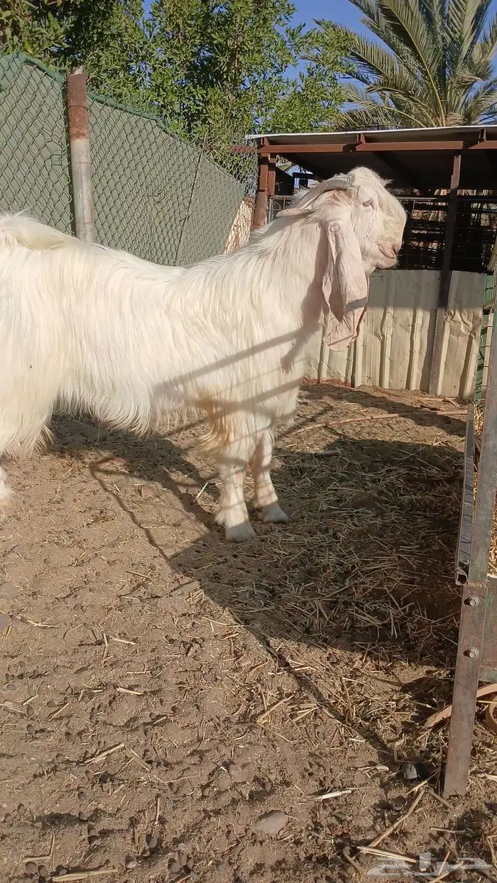 تيس ابيض مشروك 0