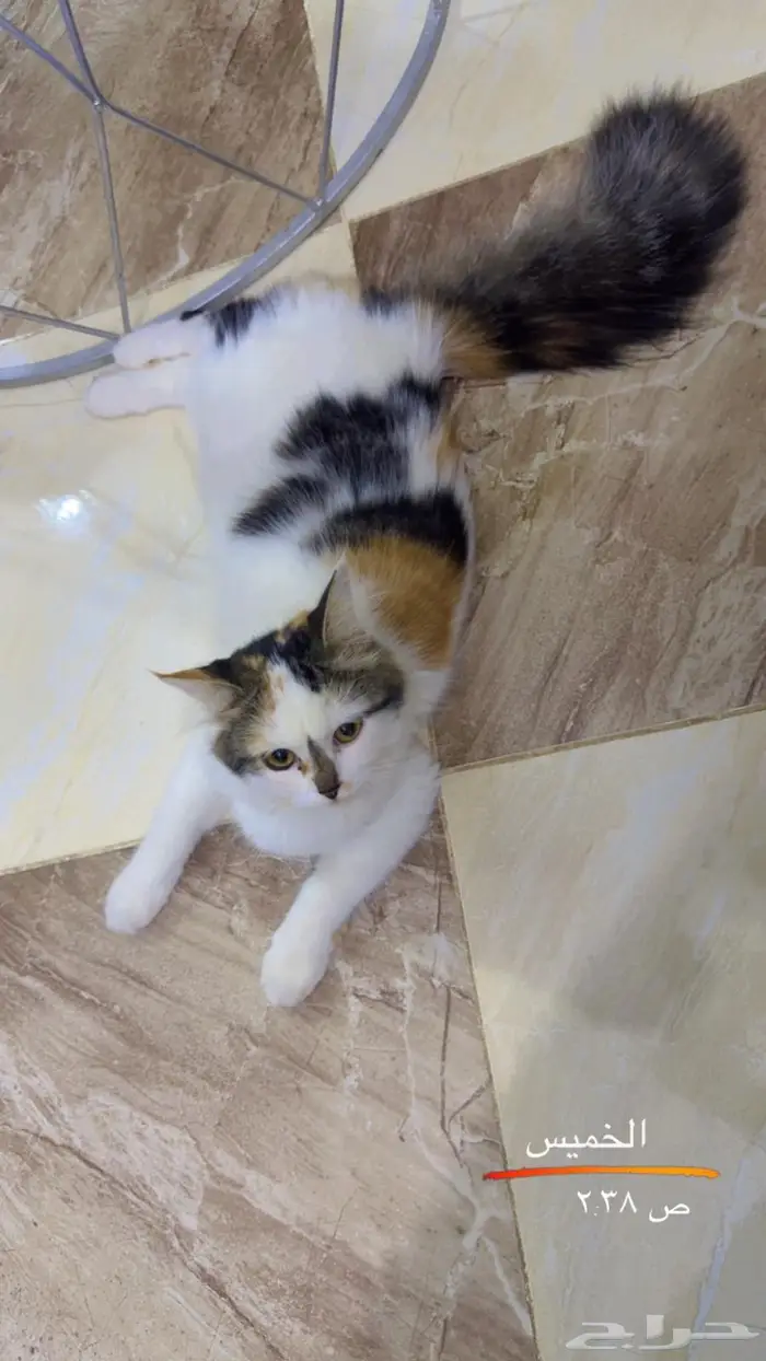 القطه كاندي للتبني 0