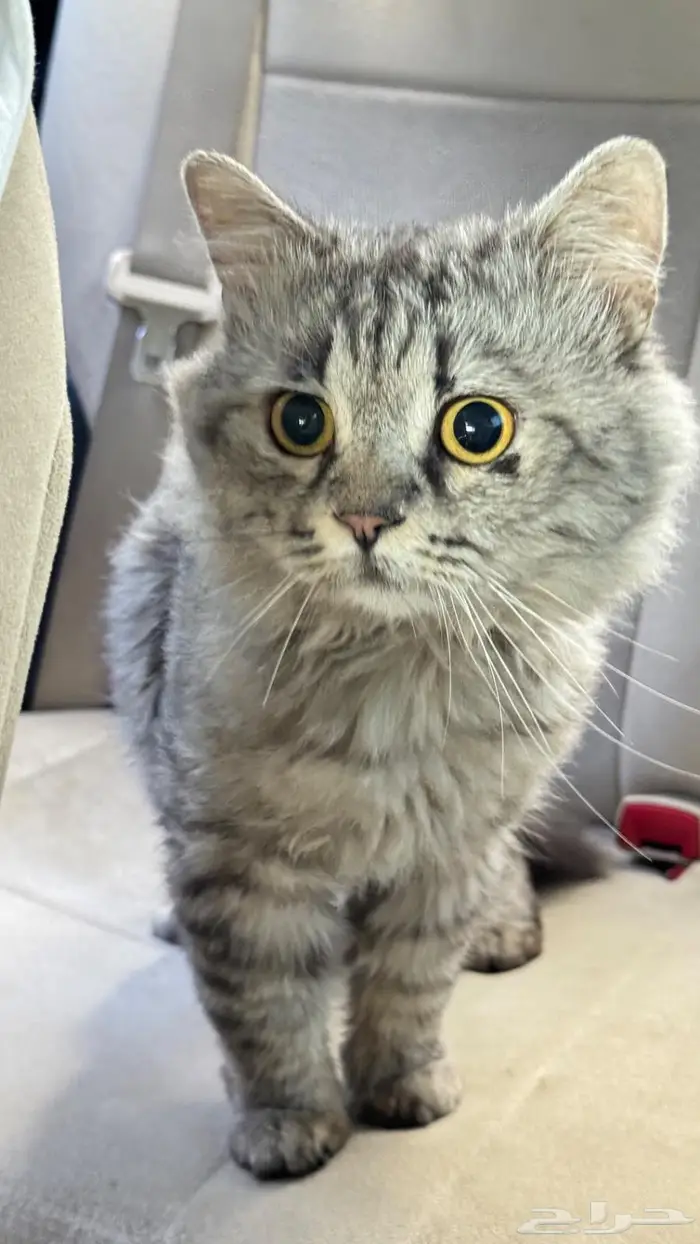 عثور على قط ضايع 0