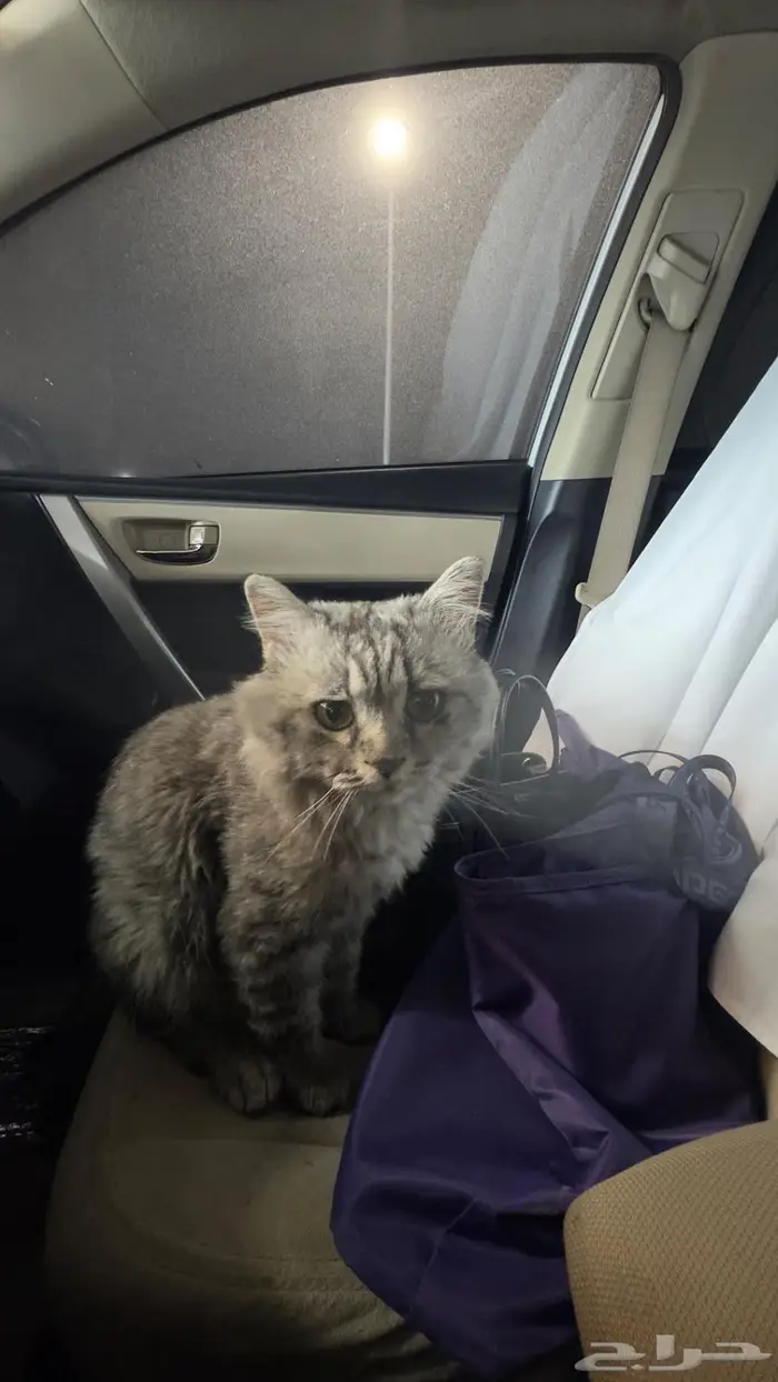 عثور على قط ضايع 1