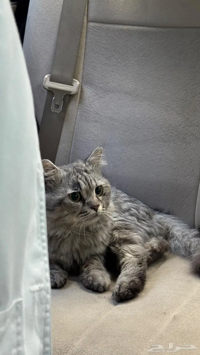 عثور على قط ضايع 2