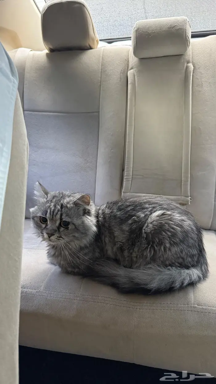 عثور على قط ضايع 3