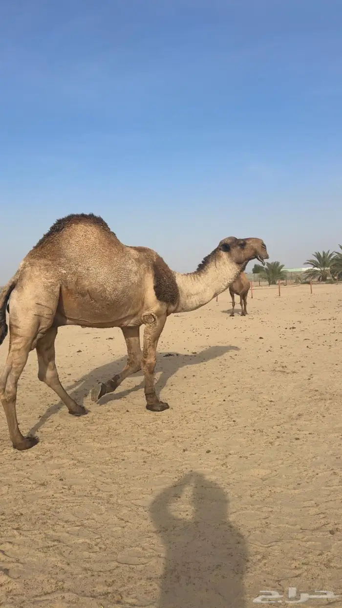 بعير أصفر أنتاجه كفو 1