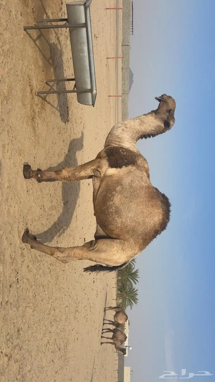 بعير أصفر أنتاجه كفو 0