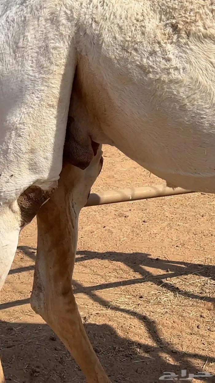 لقحه وضحى ثنو ملاقي 4