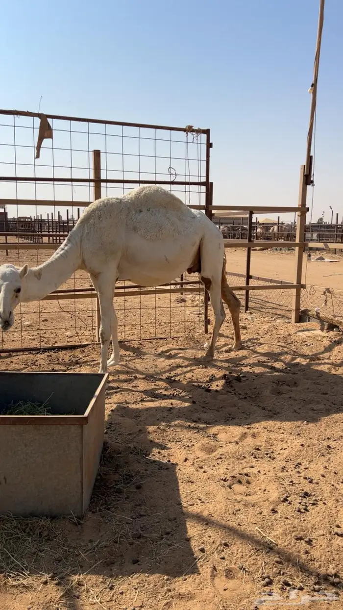 لقحه وضحى ثنو ملاقي 3