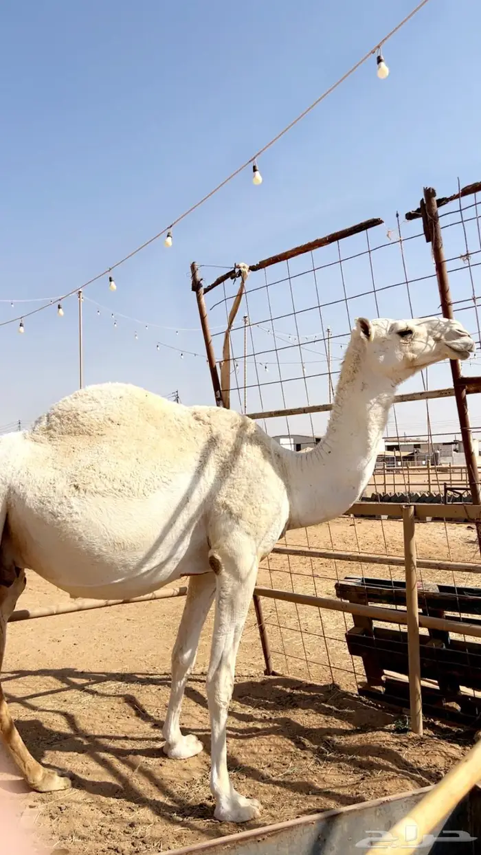 لقحه وضحى ثنو ملاقي 1