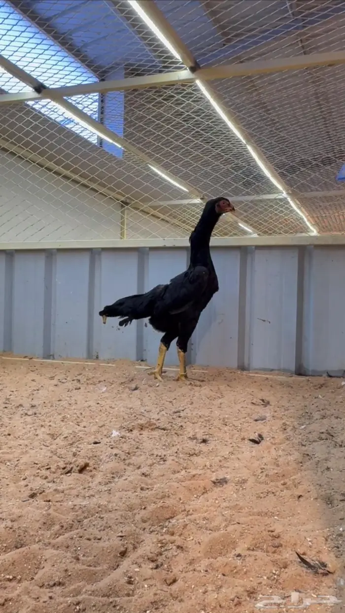 دجاجه شامو هزاز 1