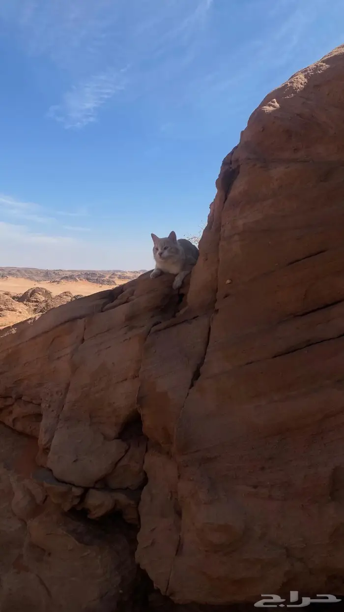 قط ضائع من اسبوع في البر قريب بجده وعند المدخل في اذكر الله 0