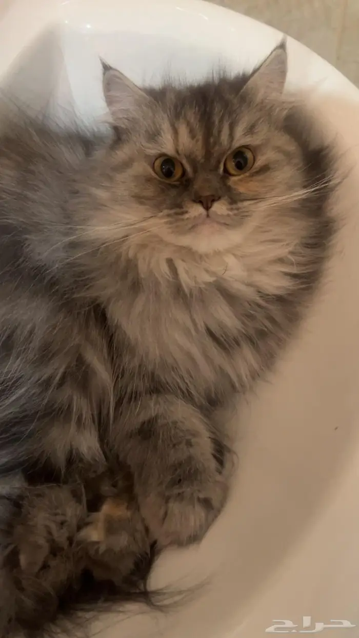 قطه شيرازي للتبني 1