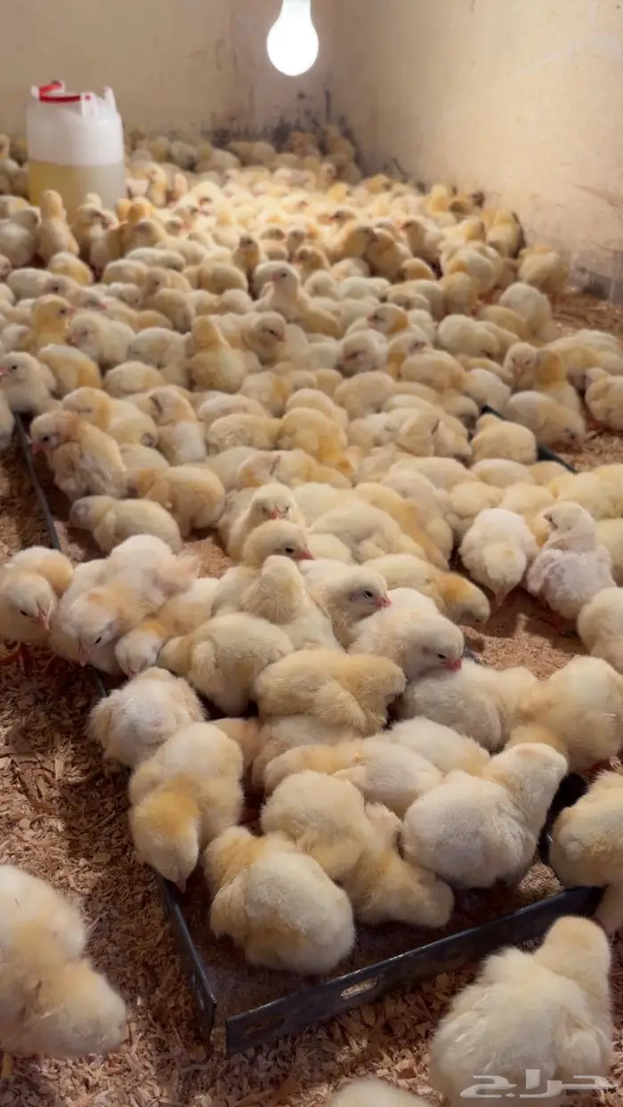 صوص لاحم روس308 0