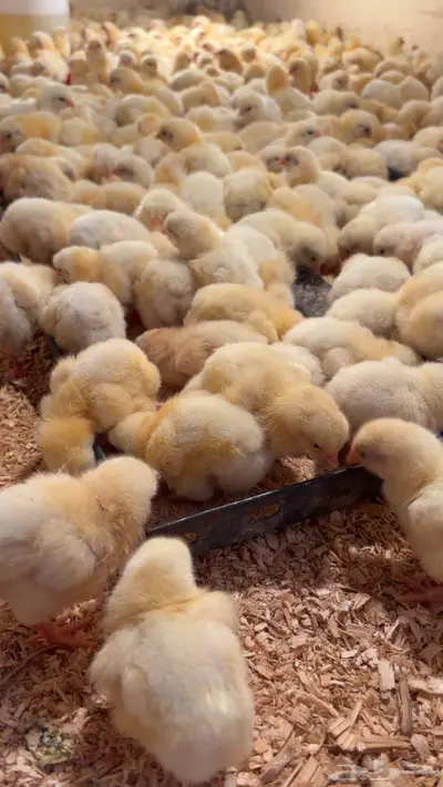 صوص لاحم روس308 index