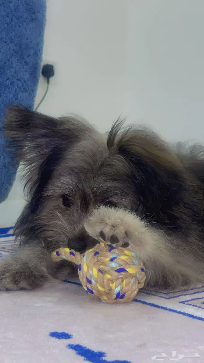 مالتيز أنثي للبيع 0