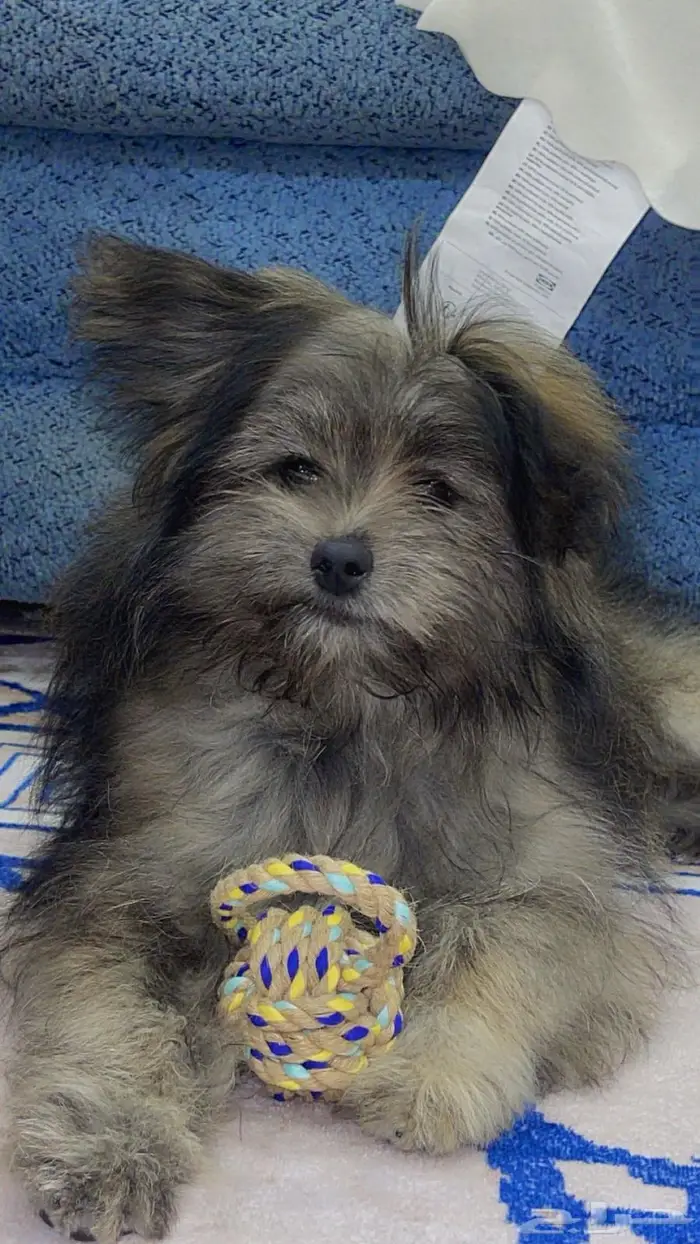 مالتيز أنثي للبيع 1