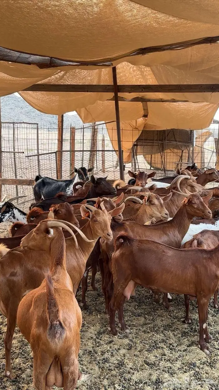 مراح معزا دهم 35 تحتها 27 بهم 4