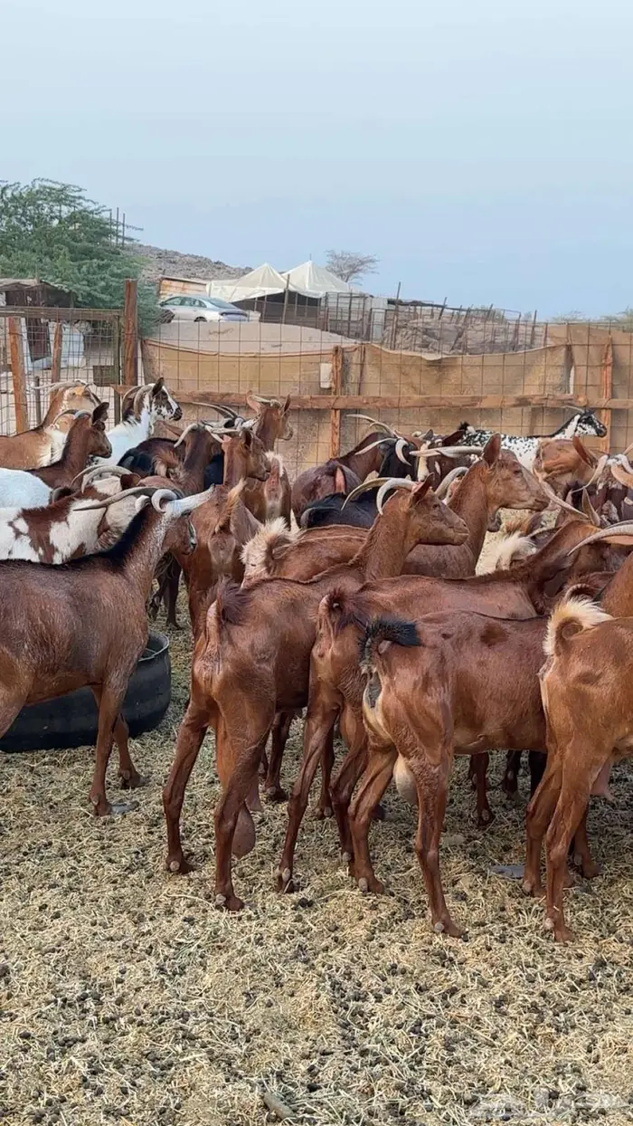 مراح معزا دهم 35 تحتها 27 بهم 5