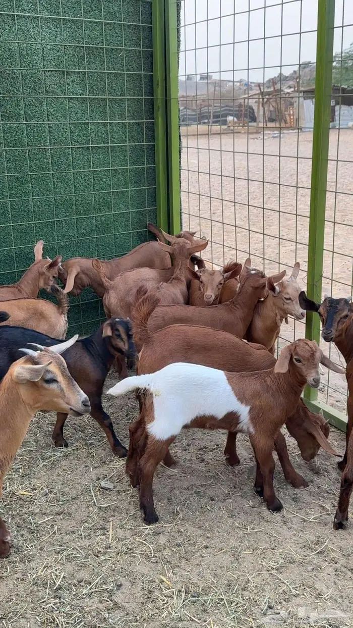 مراح معزا دهم 35 تحتها 27 بهم 1