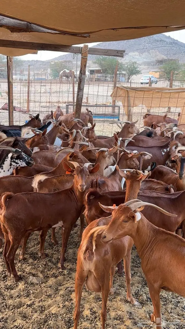 مراح معزا دهم 35 تحتها 27 بهم 2