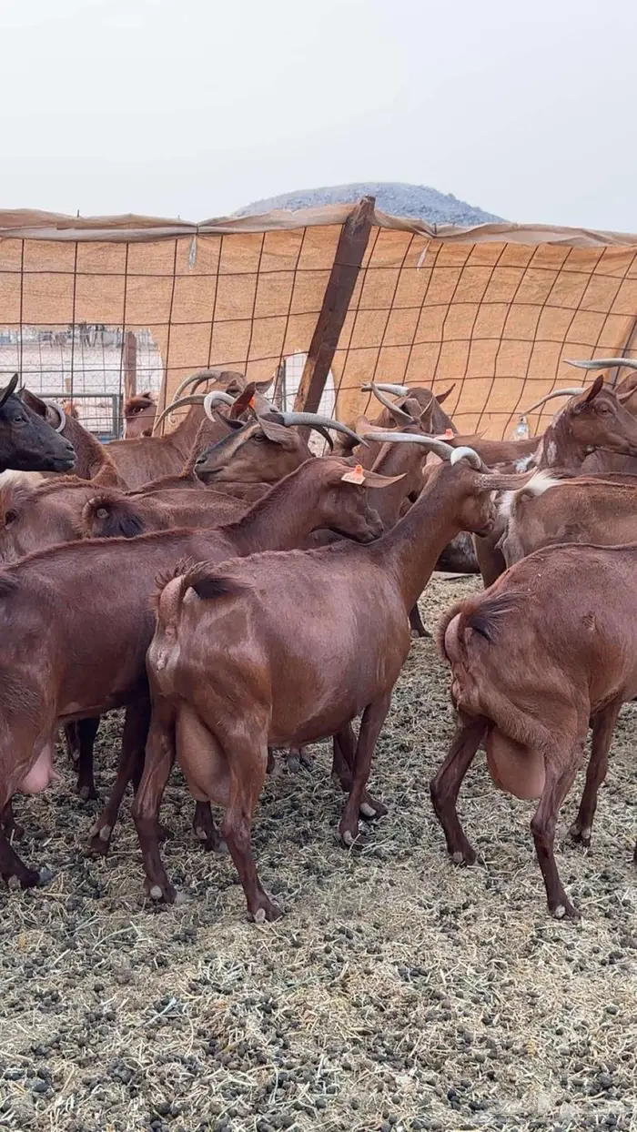 مراح معزا دهم 35 تحتها 27 بهم 3