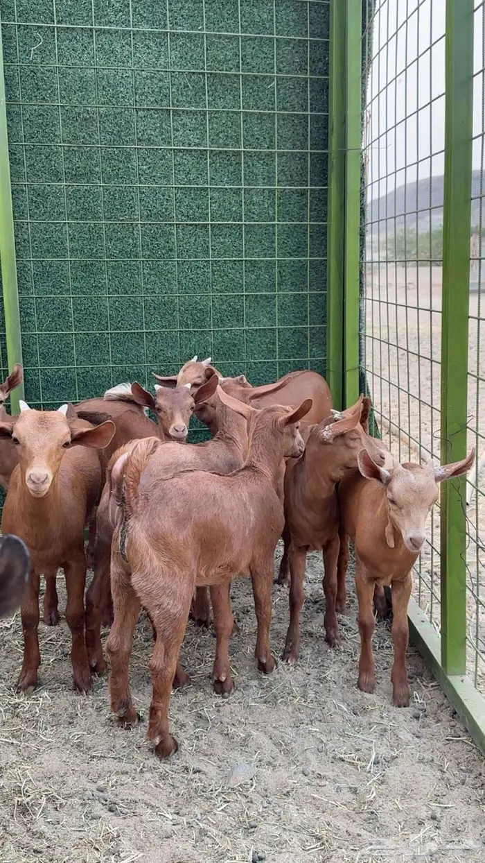 مراح معزا دهم 35 تحتها 27 بهم 6