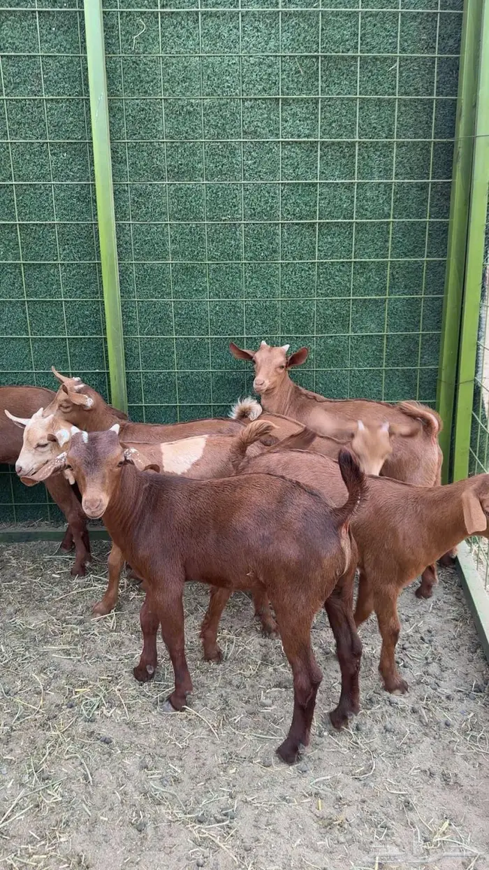 مراح معزا دهم 35 تحتها 27 بهم 8