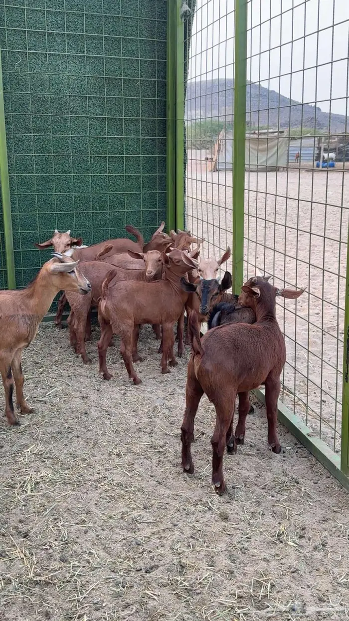 مراح معزا دهم 35 تحتها 27 بهم 10