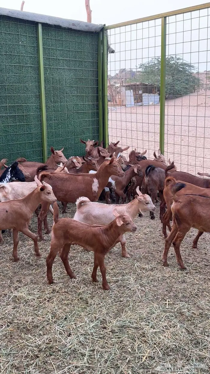 مراح معزا دهم 35 تحتها 27 بهم 12