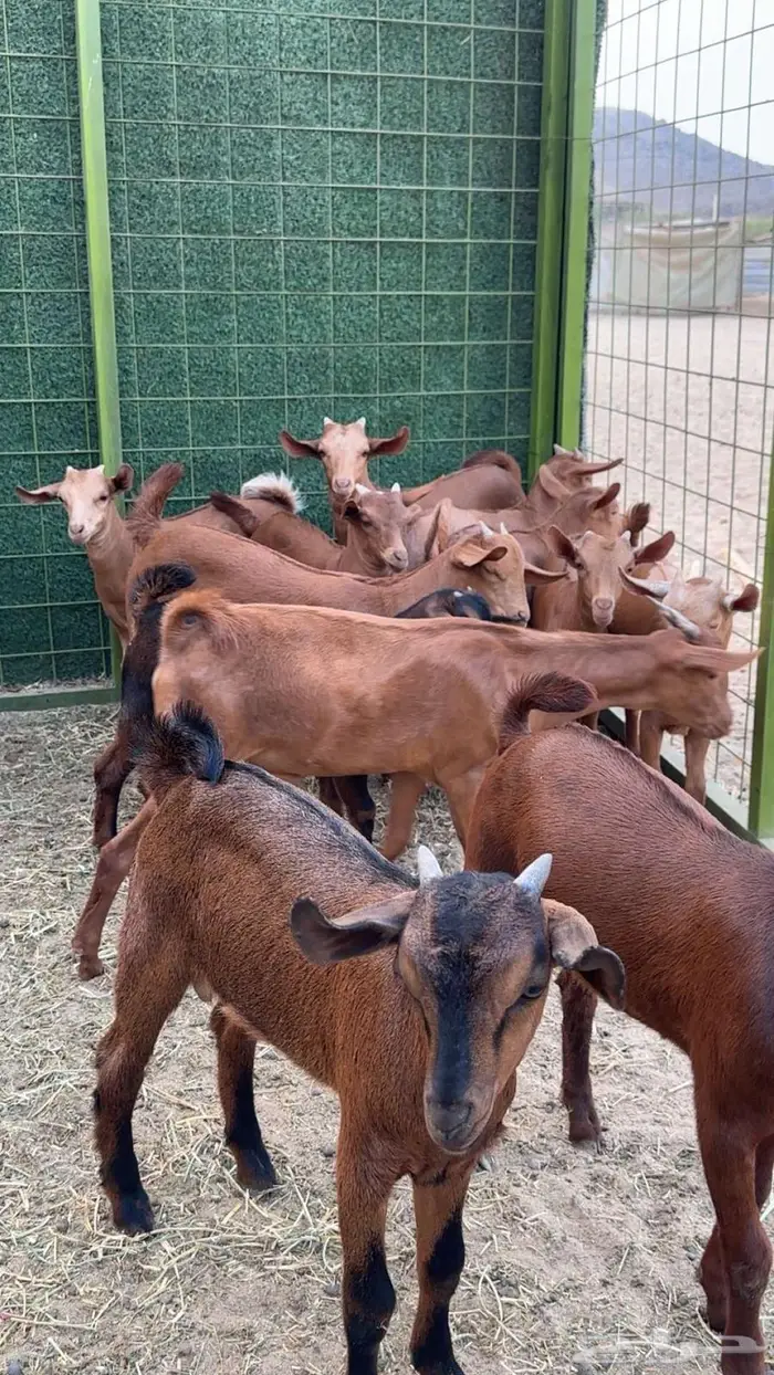 مراح معزا دهم 35 تحتها 27 بهم 11