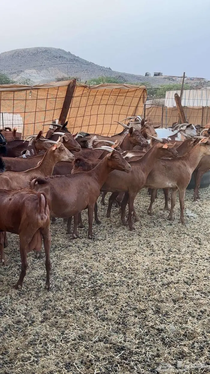 مراح معزا دهم 35 تحتها 27 بهم 13