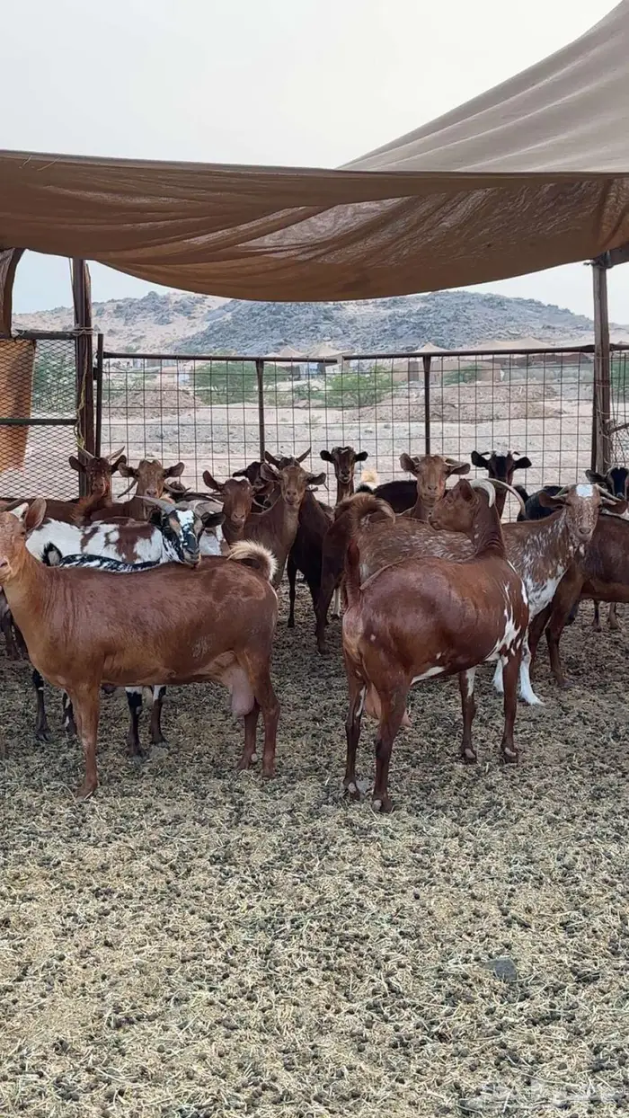 مراح معزا دهم 35 تحتها 27 بهم 14