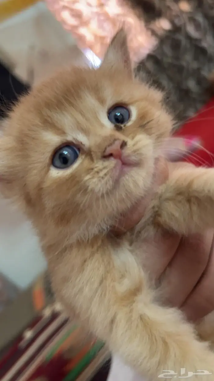 قطط سكوتش للبيع 4