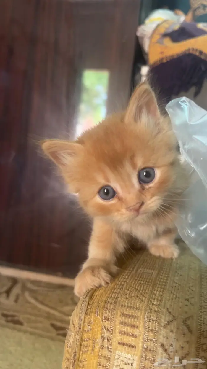 قطط سكوتش للبيع 1