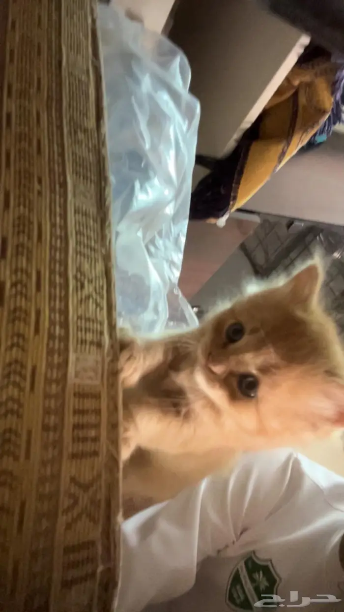 قطط سكوتش للبيع 2