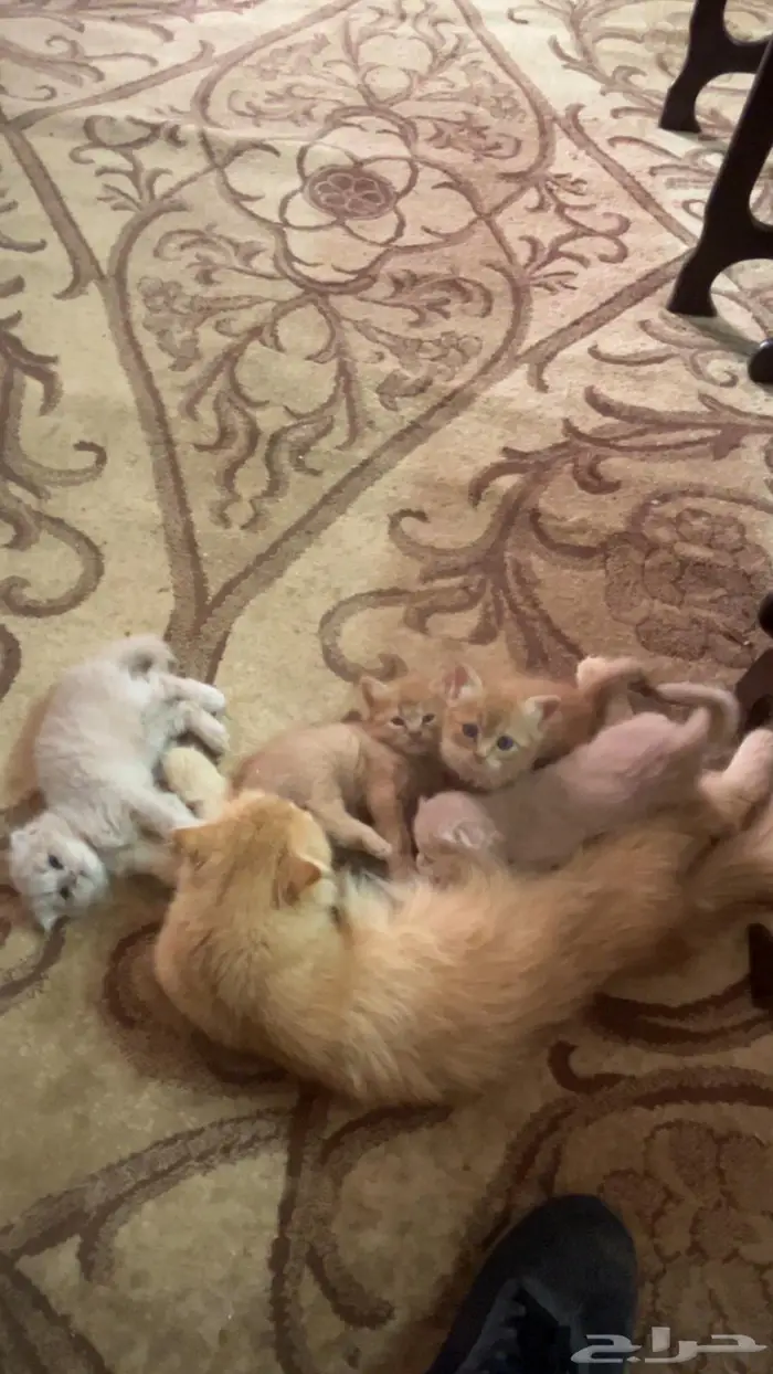 قطط سكوتش للبيع 5